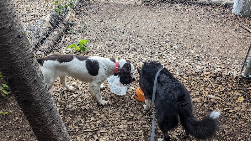 Grand Marais Dog Park by Go Dog North Shore - Grand Marais, MN