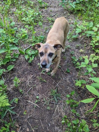 Grand Marais Dog Park by Go Dog North Shore - Grand Marais, MN