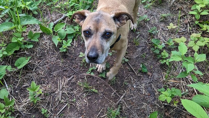 Grand Marais Dog Park by Go Dog North Shore - Grand Marais, MN