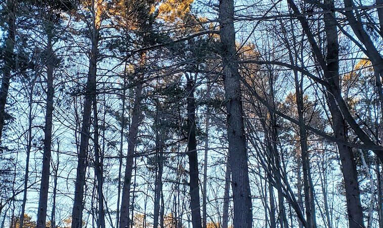 Grand Rapids Dog Park - Grand Rapids, MN