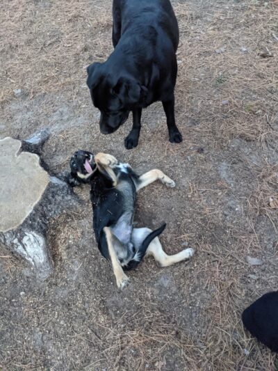 Grand Rapids Dog Park - Grand Rapids, MN