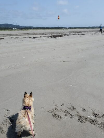 Grayland Beach Oba State Park Drive On Access - Grayland, WA