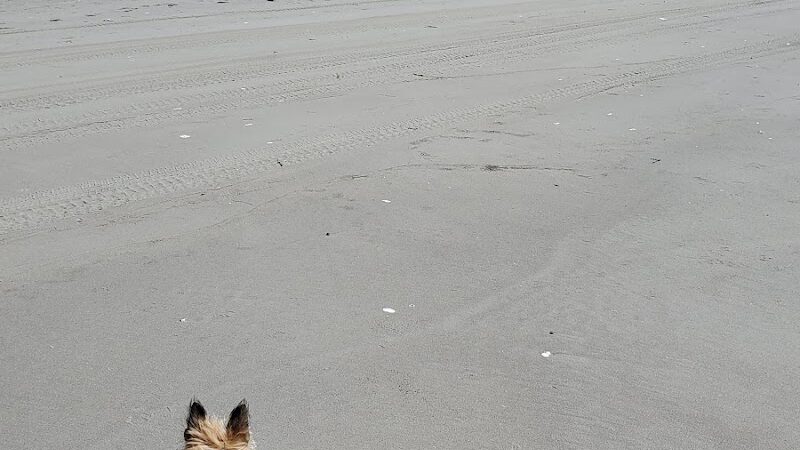 Grayland Beach Oba State Park Drive On Access - Grayland, WA