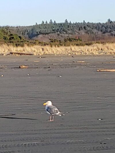 Grayland Beach Oba State Park Drive On Access - Grayland, WA