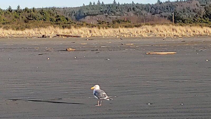 Grayland Beach Oba State Park Drive On Access - Grayland, WA