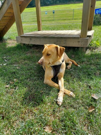 Allamuchy Recreation - Great Meadows, NJ