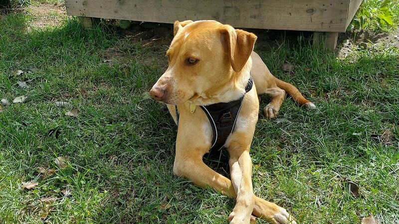 Allamuchy Recreation - Great Meadows, NJ