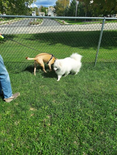 Allamuchy Recreation - Great Meadows, NJ