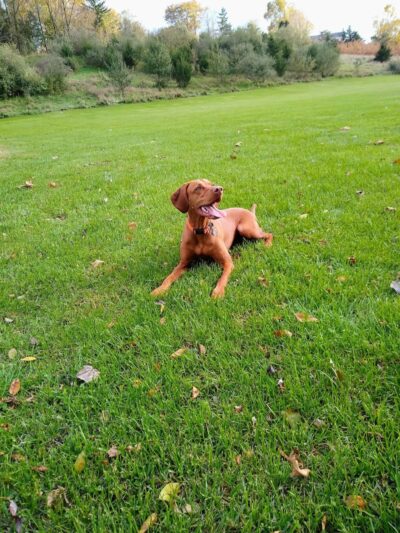Allamuchy Recreation - Great Meadows, NJ