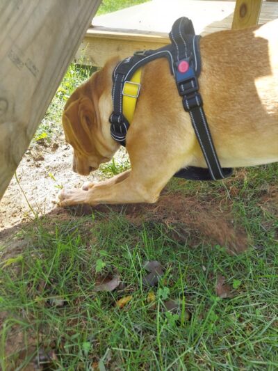 Allamuchy Recreation - Great Meadows, NJ