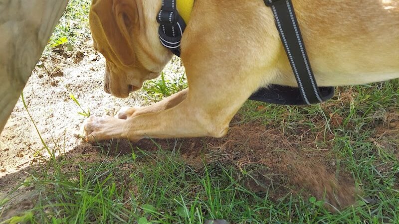 Allamuchy Recreation - Great Meadows, NJ
