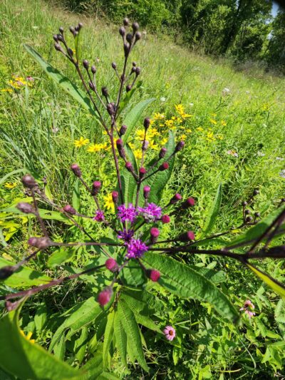 Ann Rudd Saxman Nature Park - Greensburg, PA