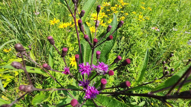 Ann Rudd Saxman Nature Park - Greensburg, PA