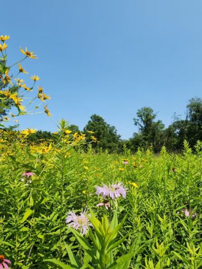 Ann Rudd Saxman Nature Park - Greensburg, PA