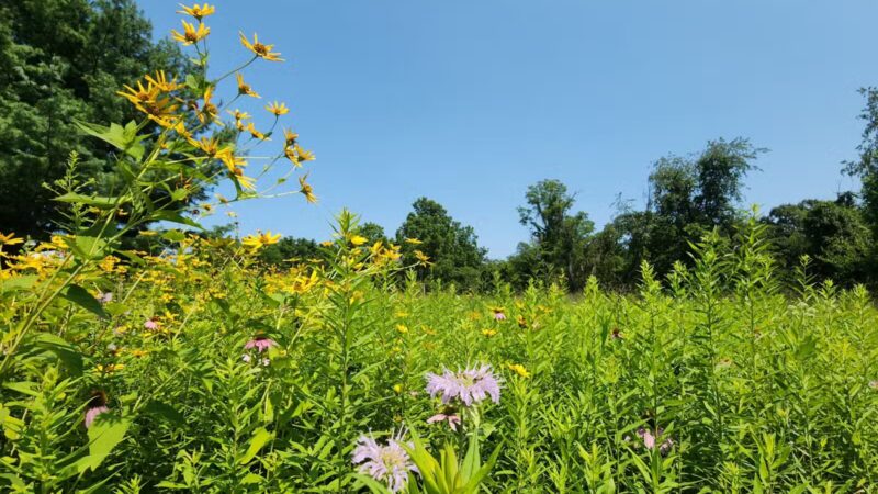 Ann Rudd Saxman Nature Park - Greensburg, PA