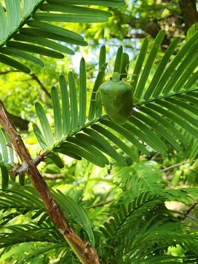 Ann Rudd Saxman Nature Park - Greensburg, PA