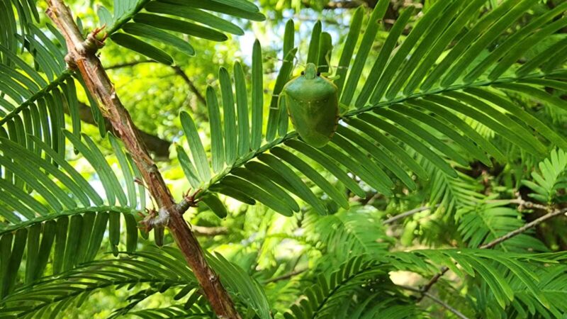 Ann Rudd Saxman Nature Park - Greensburg, PA