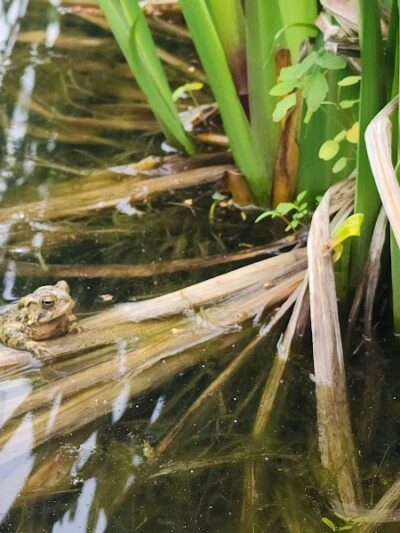 Ann Rudd Saxman Nature Park - Greensburg, PA