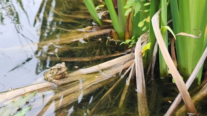 Ann Rudd Saxman Nature Park - Greensburg, PA