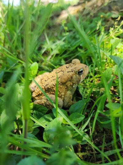 Ann Rudd Saxman Nature Park - Greensburg, PA
