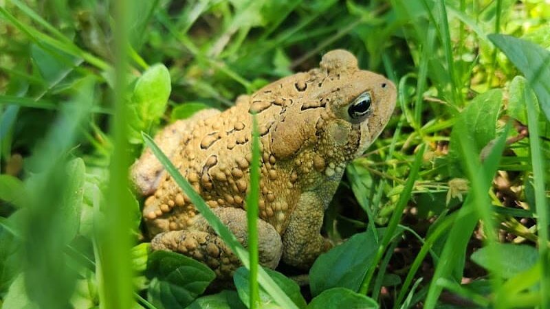 Ann Rudd Saxman Nature Park - Greensburg, PA