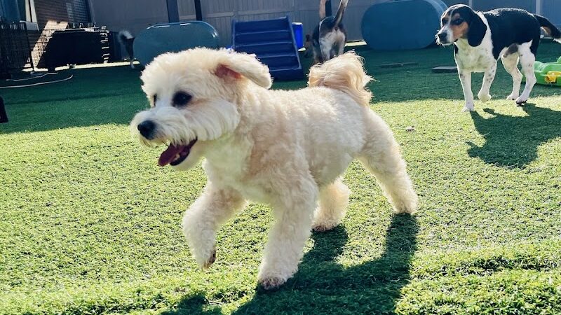 Dogtopia of Greensburg - Greensburg, PA