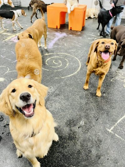 Dogtopia of Greensburg - Greensburg, PA