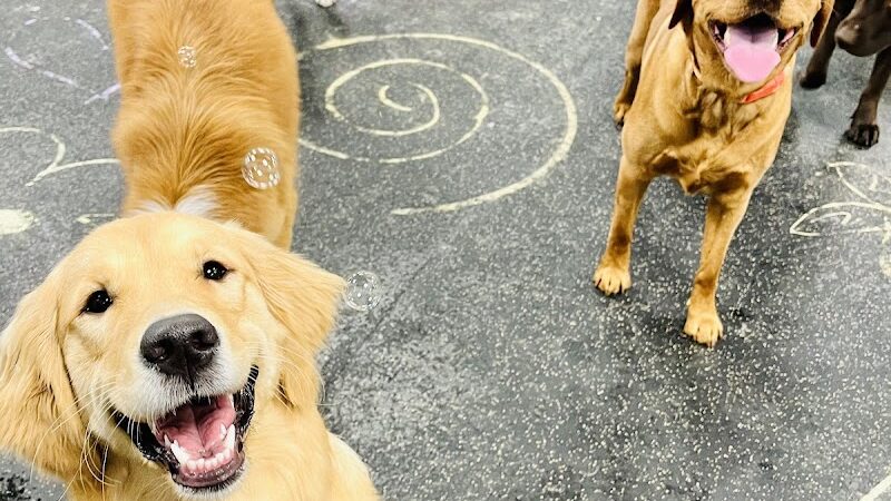 Dogtopia of Greensburg - Greensburg, PA