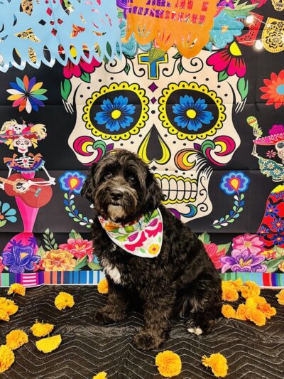 Dogtopia of Greensburg - Greensburg, PA