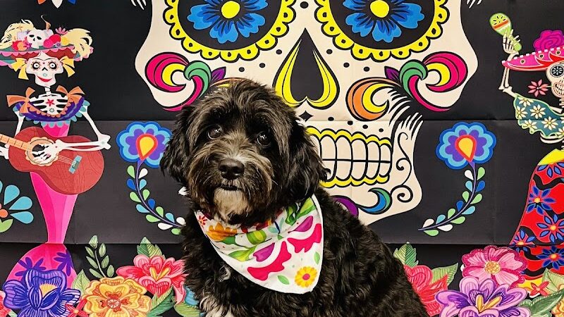 Dogtopia of Greensburg - Greensburg, PA