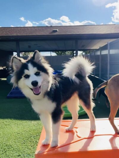 Dogtopia of Greensburg - Greensburg, PA