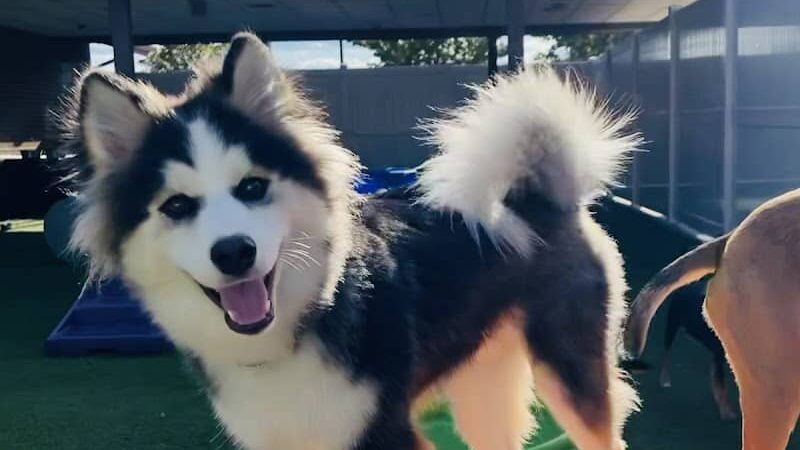 Dogtopia of Greensburg - Greensburg, PA