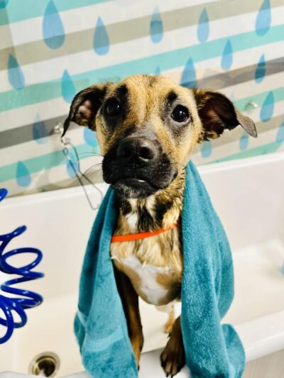 Dogtopia of Greensburg - Greensburg, PA