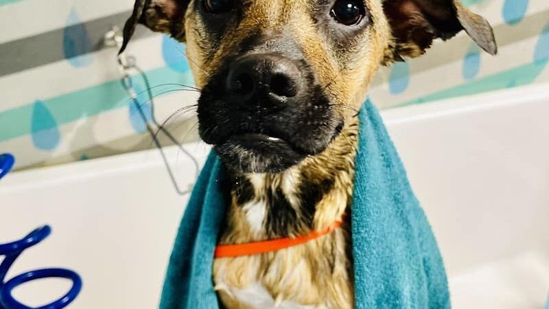 Dogtopia of Greensburg - Greensburg, PA