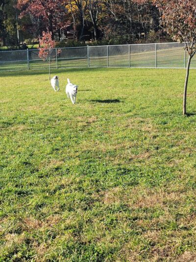Hempfield Dog Park - Greensburg, PA