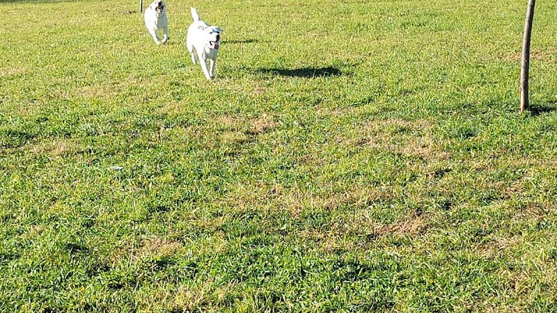 Hempfield Dog Park - Greensburg, PA