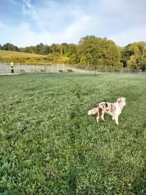 Hempfield Dog Park - Greensburg, PA