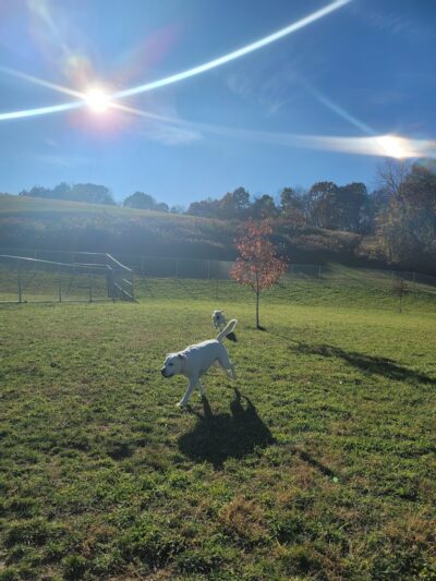 Hempfield Dog Park - Greensburg, PA