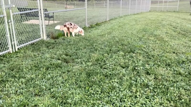 Hempfield Dog Park - Greensburg, PA