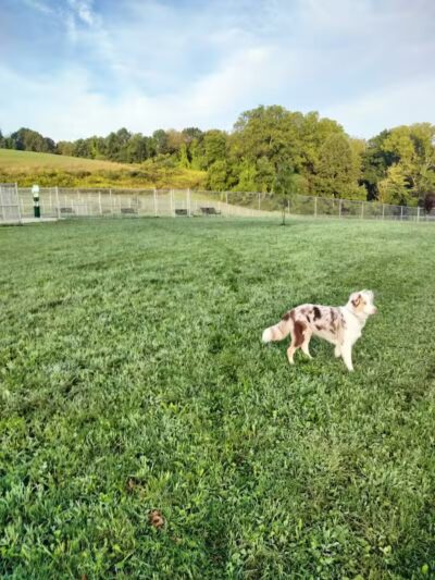 Hempfield Dog Park - Greensburg, PA