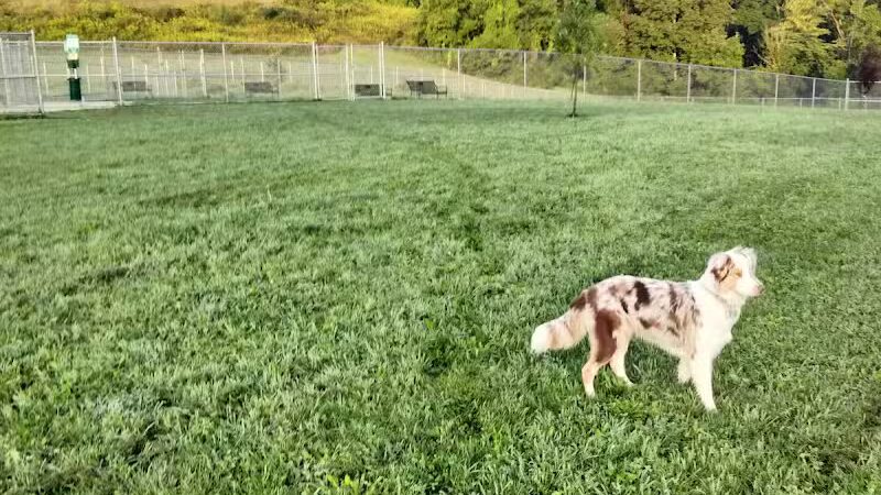 Hempfield Dog Park - Greensburg, PA