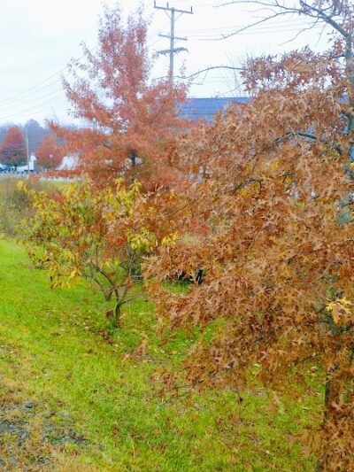 Hempfield Woodward Drive Walking Track - Greensburg, PA