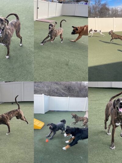 See Spot Run Doggie Daycare - Greensburg, PA