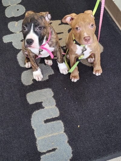 See Spot Run Doggie Daycare - Greensburg, PA