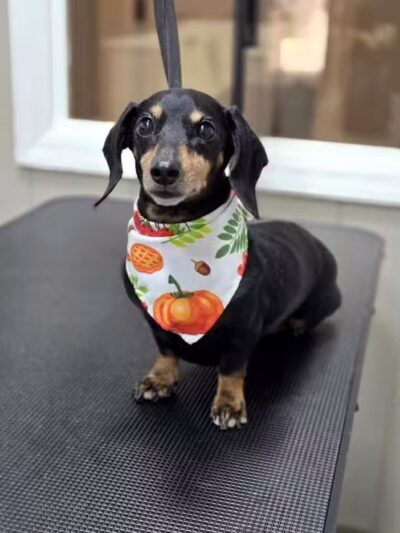 See Spot Run Doggie Daycare - Greensburg, PA