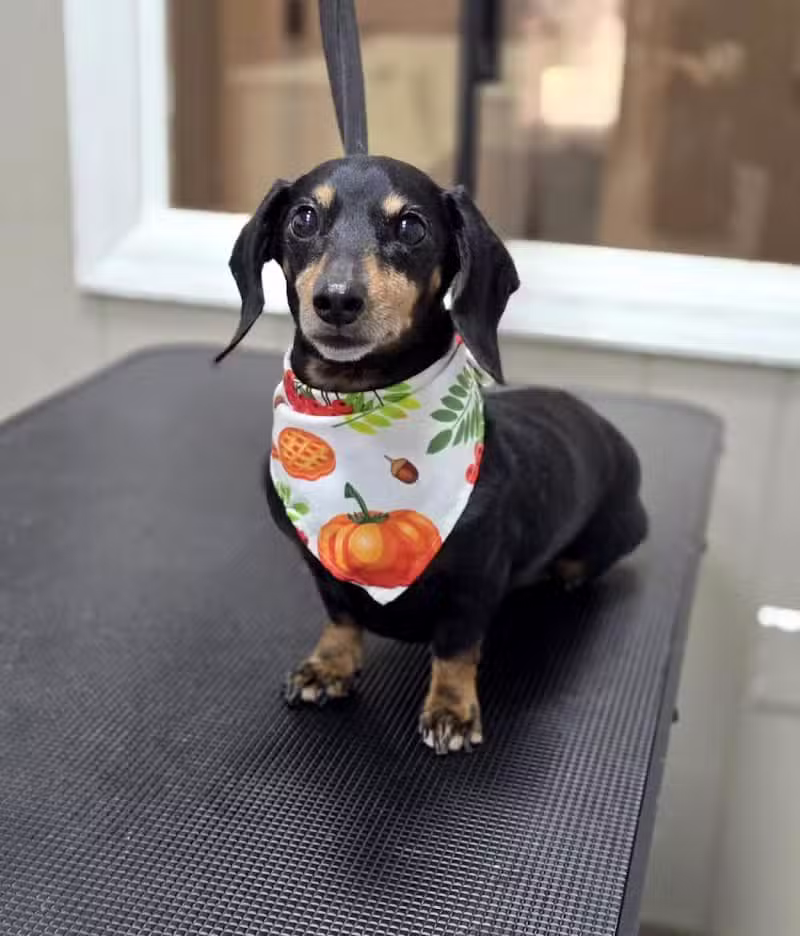 See Spot Run Doggie Daycare - Greensburg, PA