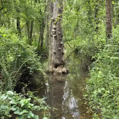Conestee Park - Greenville, SC