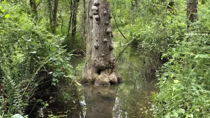 Conestee Park - Greenville, SC