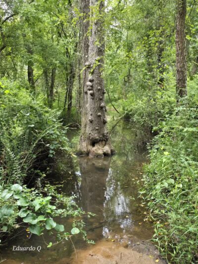 Conestee Park - Greenville, SC