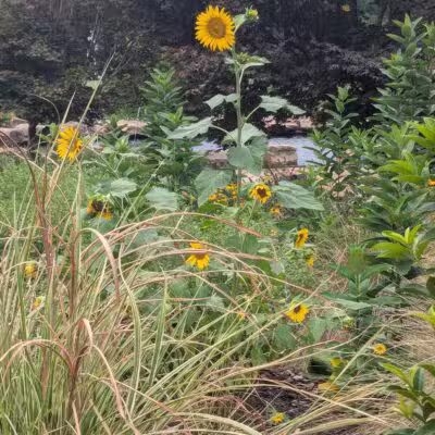 Legacy Park - Greenville, SC